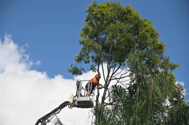 Greenwood, AR Tree Removal Services Company