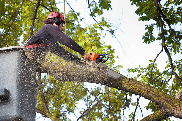 How Our Tree Care Process Works  in  Greenwood, AR